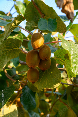 Golden or green kiwi fruits hanging on kiwi tree in orchard in Italy