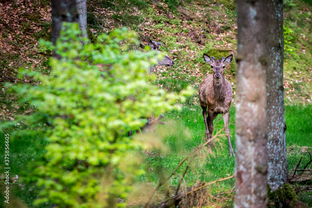 Obraz premium A deer starring at the camera