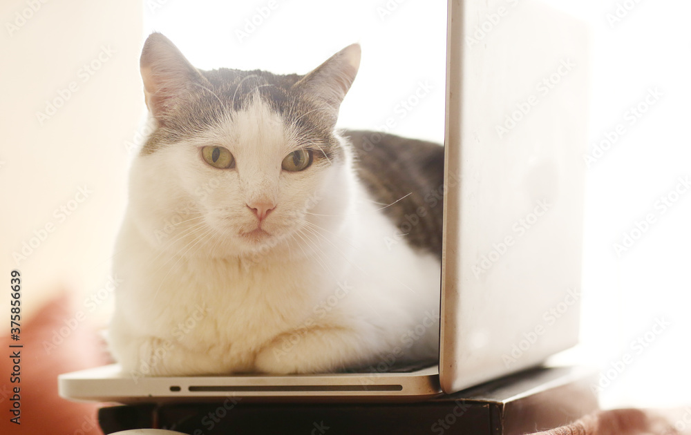 funny cat lay on laptop keyboard relaxing use computer as bed funny cat lay on laptop keyboard relaxing use computer as bed