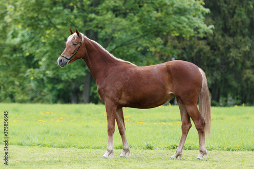 Chestnut horse with a long white mane stands on natural summer background, profile side view, exterior 