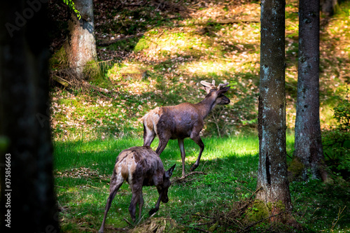 Fototapeta Naklejka Na Ścianę i Meble -  Two deers in the forest
