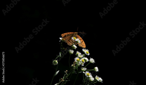 Close up of Silver-washed Fritillary butterfly on a flower