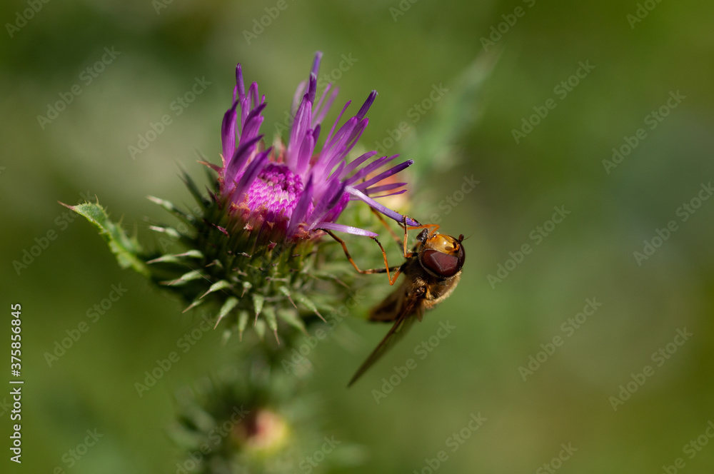 Hoverfly (Syrphidae) Hoverfly (Syrphidae)