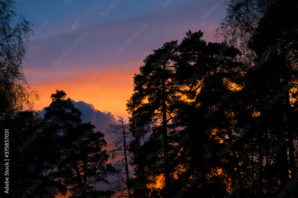sunset in the forest sunset in the forest