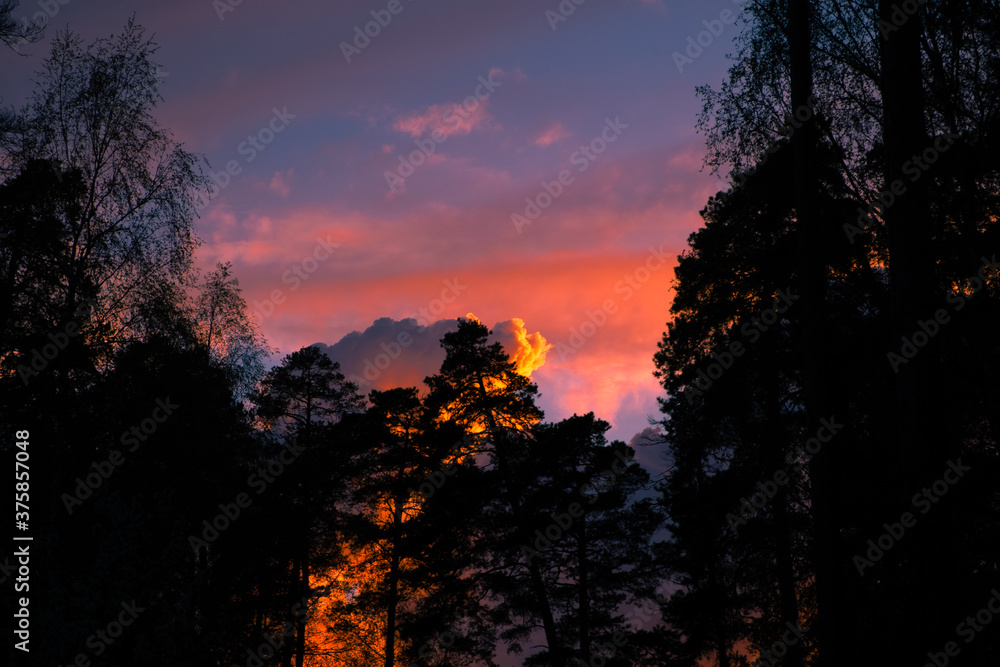 sunset in the forest sunset in the forest
