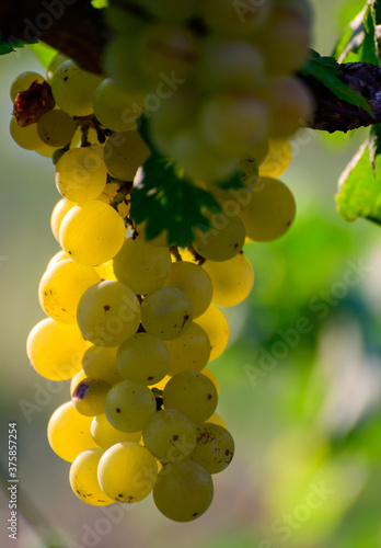 Ripe white grapes growing on vineyards in Campania, South of Italy used for making white wine