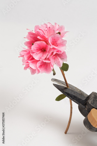 An azalea flower in the grip of pruning shears on a white background.