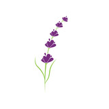 Lavender Logo Template vector symbol