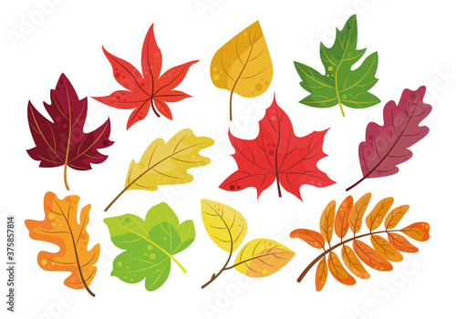 Autumn vector leaves orange, yellow, red and green. Isolated foliage on a white background. Perfect for illustrations about autumn, for postcards, fabrics, textiles, children's books