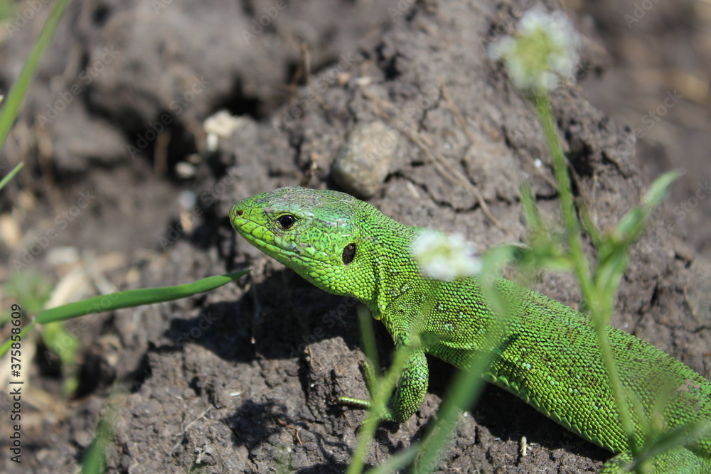 lizard on a rock lizard on a rock