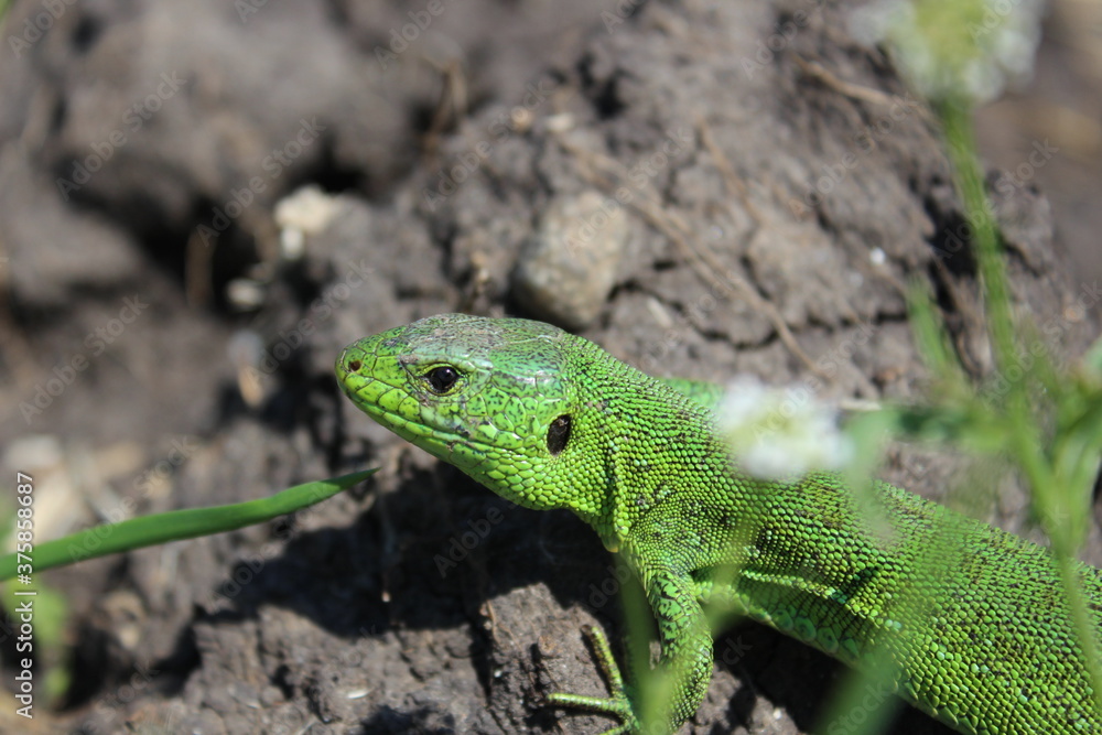 lizard on a tree lizard on a tree