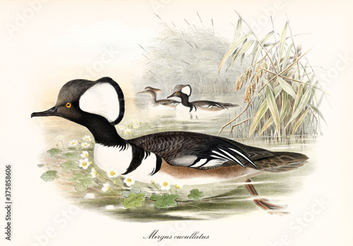 Multicolor plumaged duck looking bird Hooded Merganser (Lophodytes cucullatus) with its arched black beak swimming in the water of a pond. Detailed vintage art by John Gould publ. In London 1862-1873