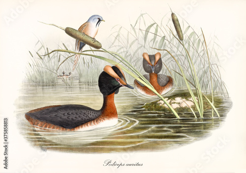 Two long necked aquatic birds with a strange head shape Horned Grebe (Podiceps auritus) in the green water of a pond surrounded by aquatic vegetation. Vintage art by John Gould London 1862-1873