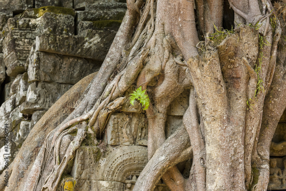 main gateway of Ta Som with strangler fig main gateway of Ta Som with strangler fig