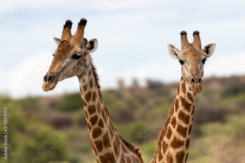 Fototapeta Naklejka Na Ścianę i Meble -  Giraffe couple