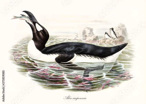 Tableau sur toile Big fat aquatic bird called Great Auk (Pinguinus impennis) extinct