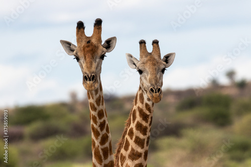 Giraffe couple © Michael Lagus