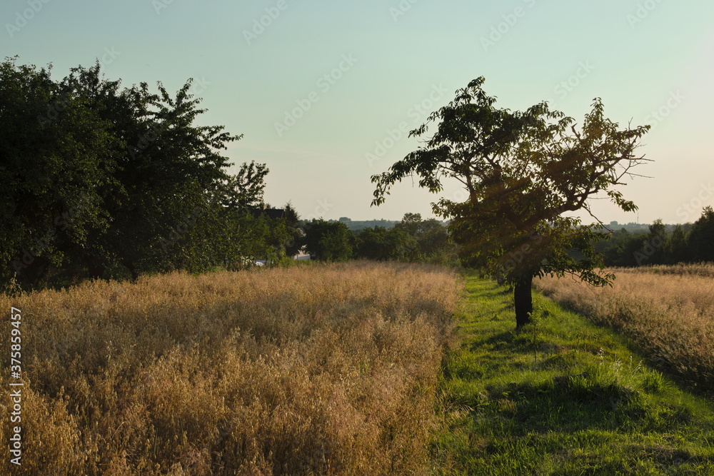 summer rural landscape