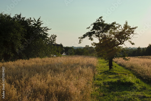 summer rural landscape