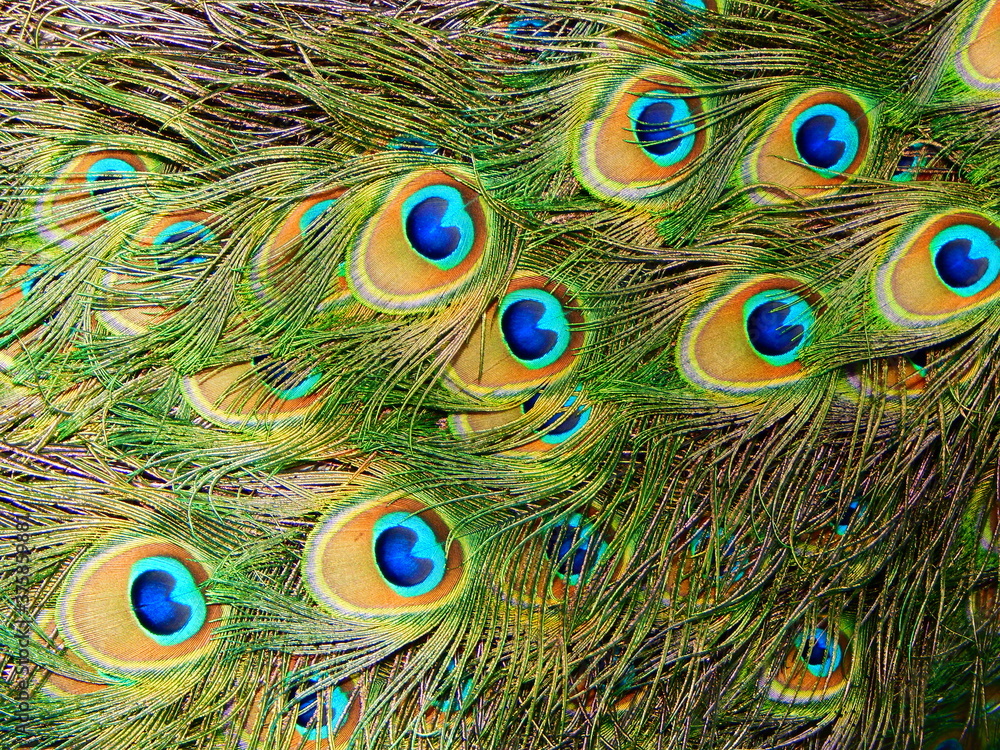 Fototapeta premium peacock feather background