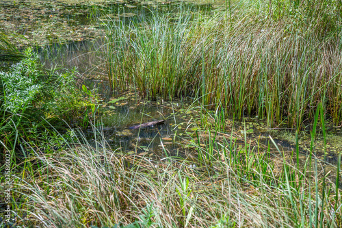 Abandoned wild pond with mud in the middle of the city park