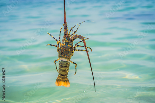 Lobster in the hands of a diver. Spiny lobster inhabits tropical and subtropical waters photo