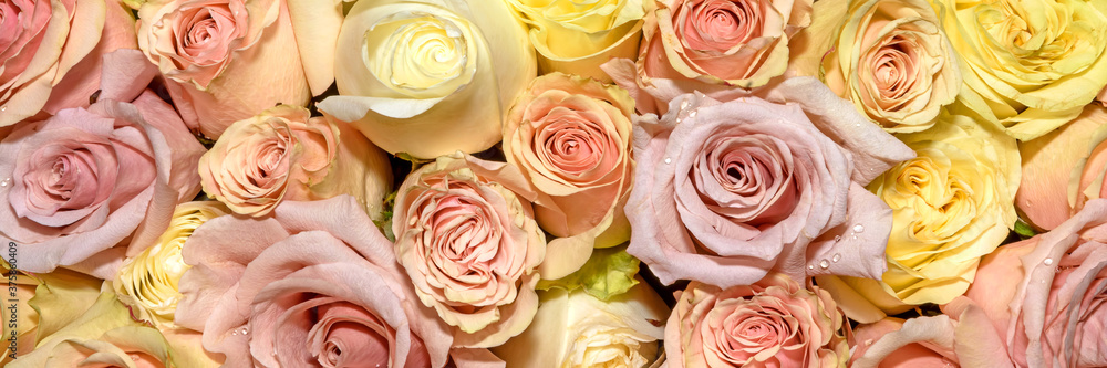 Background of beautiful flowers. Сlose up. Panorama. Background of beautiful flowers. Сlose up. Panorama.