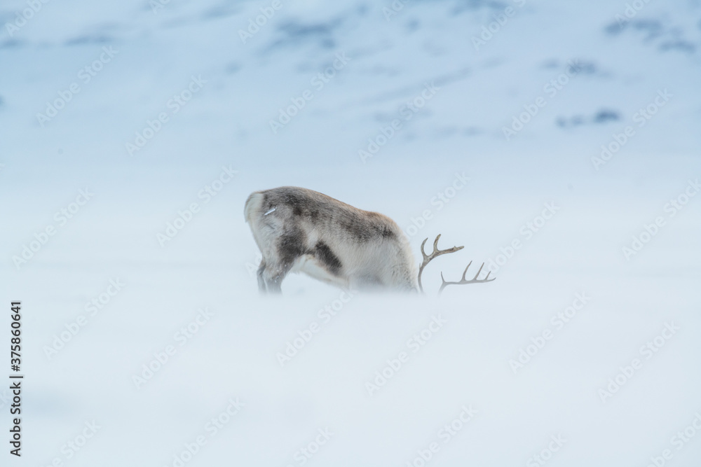 A reindeer during a blizzard in Svalbard