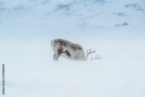 A reindeer during a blizzard in Svalbard