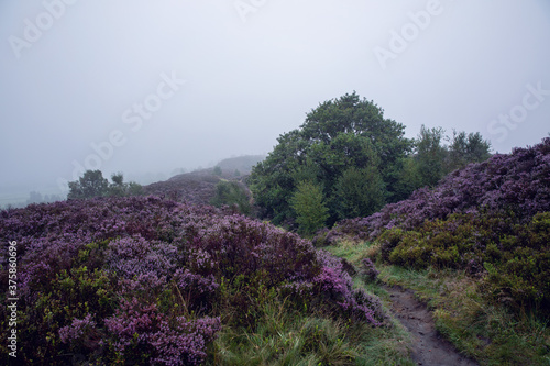 Yorkshire Moorland Heather