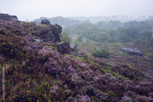 Rocky Heather Outcrop in the Mist