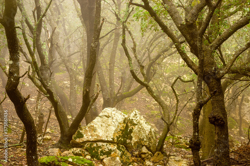 Bosc de Plan  cia. Mola de Plan  cia.Banyalbufar.Sierra de Tramuntana.Mallorca.Baleares.Espa  a.