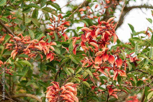 Bathed cork tree (Erythrina crista-galli) and its orange flowers. photo