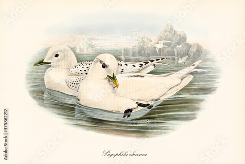Couple of Ivory Gull (Pagophila eburnea) white birds floating on cold water on a artic seascape. Detailed vintage style watercolor art by John Gould London 1862-1873