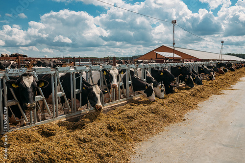 Holstein Frisian diary cows in free open stall