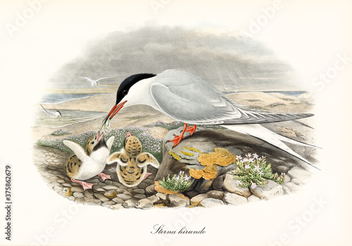 Common Tern (Sterna hirundo) bird feeds cubs with little fish on seascape. Detailed vintage style watercolor art by John Gould London 1862-1873 photo