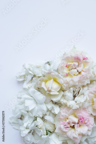 Fresh Flower photo flat lay, fresh roses background, fashion image