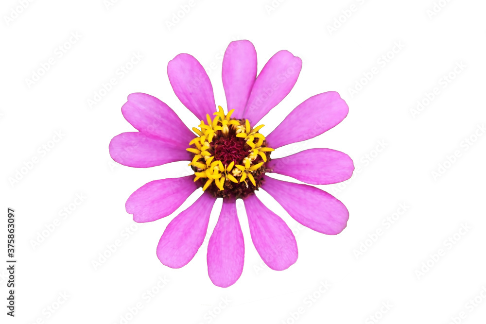 cosmos flower isolated on white