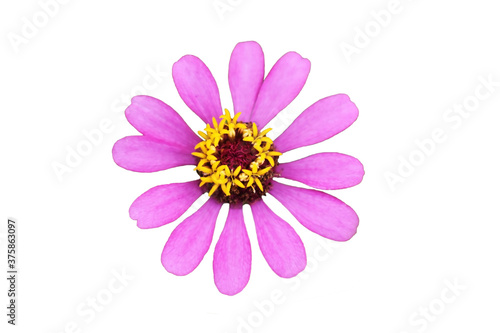 cosmos flower isolated on white