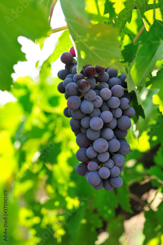  grape , Vineyard Senirkent Isparta