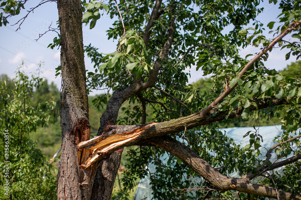 Fototapeta premium Broken branch of a plum tree in the garden in summer.