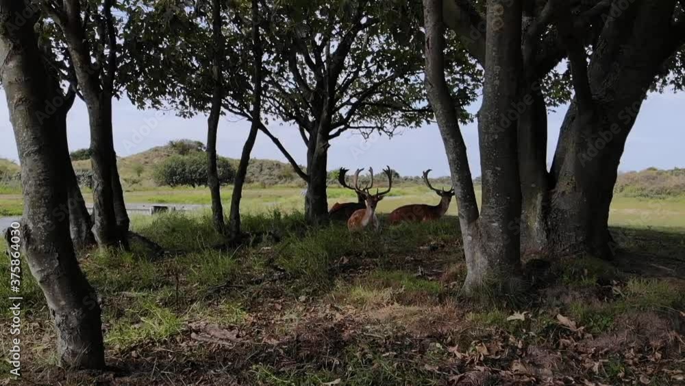 chilling deers sitting in the shadow captured by a drone chilling deers sitting in the shadow captured by a drone