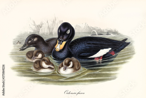 Family of aquatic black plumaged and yellow beaked birds Velvet Scoter (Melanitta fusca) floating in the sea water. Detailed vintage style watercolor art by John Gould publ. In London 1862-1873
