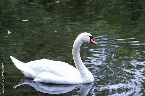 Mute Swan