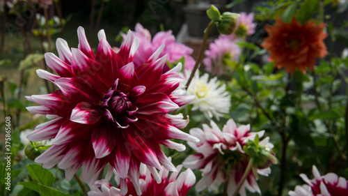 Assortiment de fleurs color  s dans un jardin 