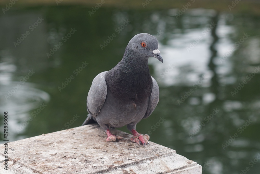 Close up A dove bird disabled legs was standing on fence in a park. Close up A dove bird disabled legs was standing on fence in a park.