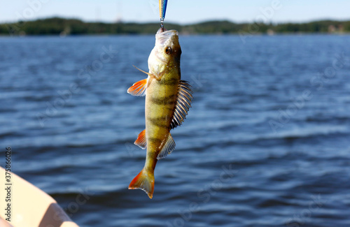 Caught freshwater perch fish hanging on a hook against a natural landscape. Lake and fish catch on a sunny summer day.