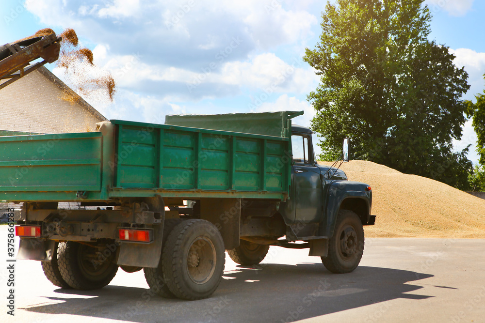 Fototapeta premium Processing of grain after harvesting. Grain cleaning machine, loads grain into the back of a truck.