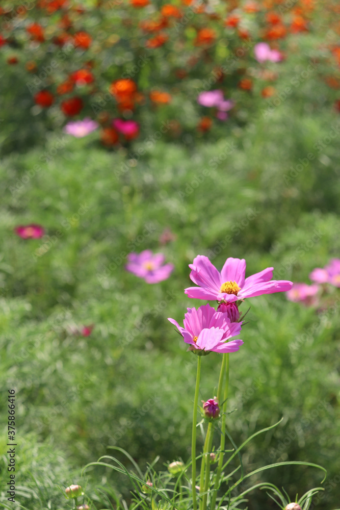 pink flowers in the garden