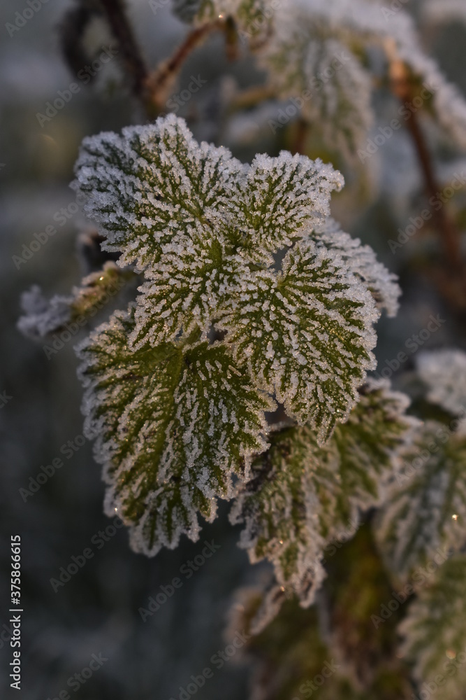 Beautiful Frosted Nettles in Warm Sunrise Light, Ireland Beautiful Frosted Nettles in Warm Sunrise Light, Ireland